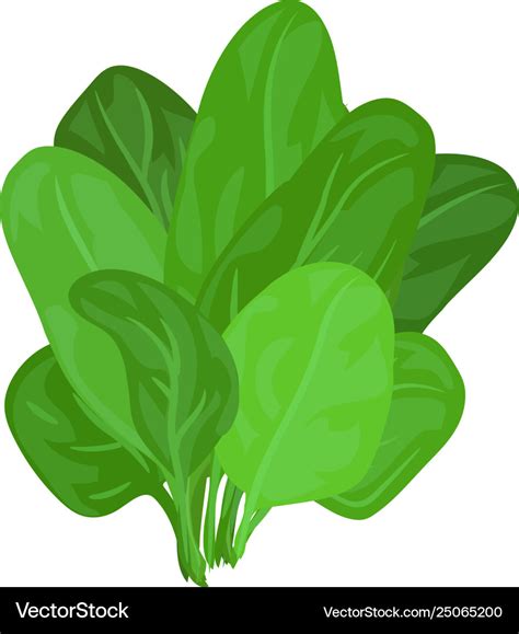 Spinach Leaves Icon Cartoon Style Royalty Free Vector Image