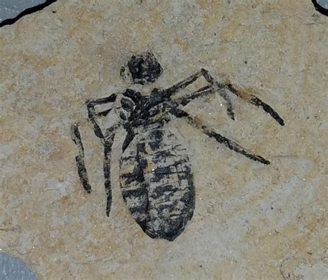 Insect_Fossils