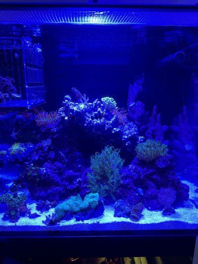 Cube Build Show Off Those Great Cube Tank Aquascapes Page