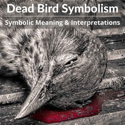 Dead Bird Meaning: Omen, Immortality, Departed Soul Or No Meaning?