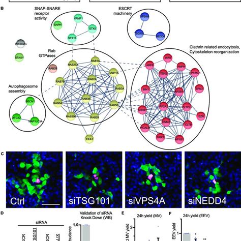 VPS4 Plays A Role In Intracellular Mature Virion Wrapping And VACV