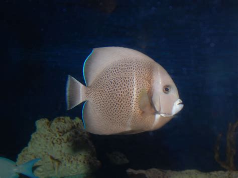 The Online Zoo Gray Angelfish