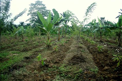cacao agroforestry system  demonstration farm  cacao  flickr