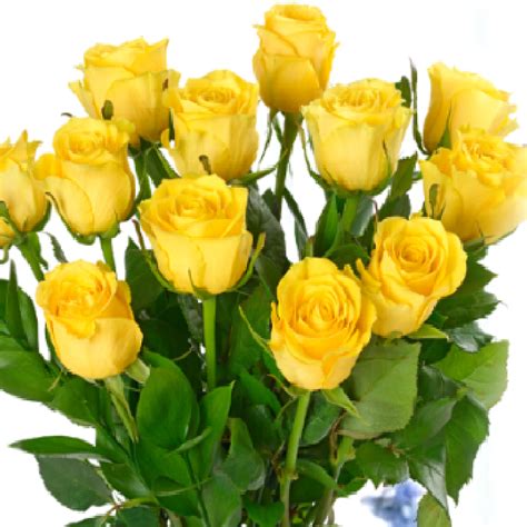 Buy Yellow Rose Bouquet Online Black Tulip Flowers