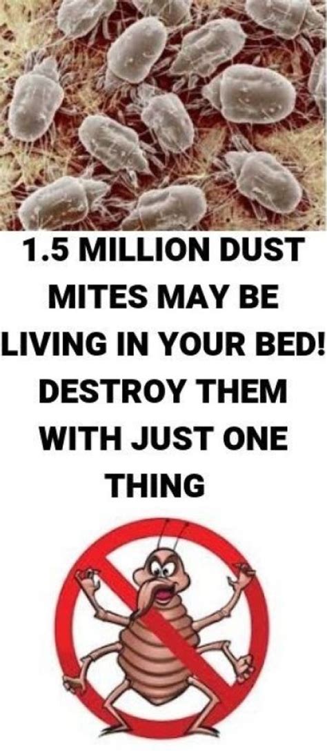 Destroy Bed Mites With This Trick | Wellness Liberty