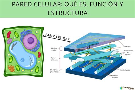 Pared Celular Qué Es Función Y Estructura Resumen