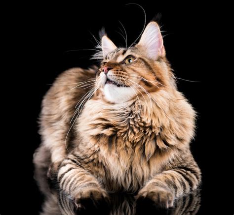 Retrato de un gatito de Maine Coon negro doméstico Gato peludo sobre