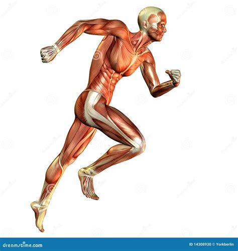 Muscle Man Running Study Stock Illustration Illustration Of Bone