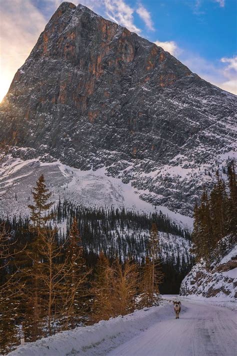 Ram Walking Down A Snowy Mountain Road At Sunrise Stock Photo Image