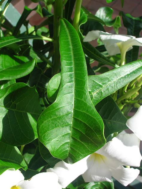 Recregarden Plumeria Pudica