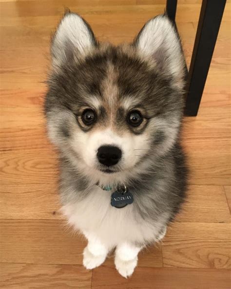 Meet Norman The Adorable Pomeranian Husky Mix The Internet Has Fallen In Love With