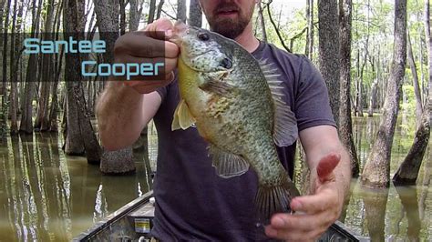 Bream And Shellcracker Fishing On Santee Cooper Packs Landing