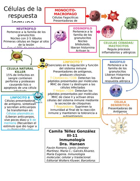 Celulas de la respuesta inmune Camila Téllez González III