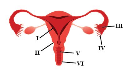 The Given Figure Depicts A Diagrammatic Sectional View Of The Human