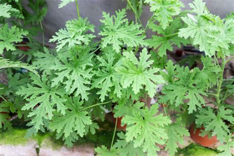 Para Que Serve A Citronela - Benefícios da citronela: para que serve o incenso dessa planta?