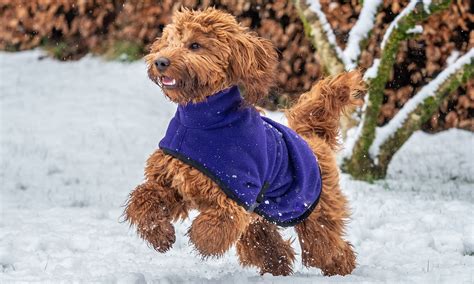 Why Do Dogs Rub Face In Snow