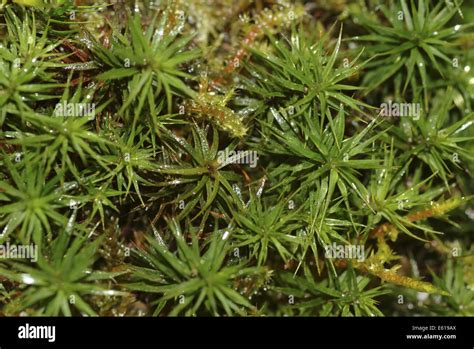 Polytrichum Moss Polytrichum Formosum Stock Photo Alamy