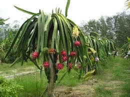 Kandungan Nutrisi Dan Manfaat Buah Naga