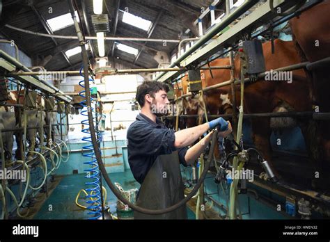 Farmer Milking Cows In Dairy Farm Using Milking Machines Stock Photo