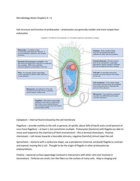 Microbiology Notes Chapters 456 For Midterm