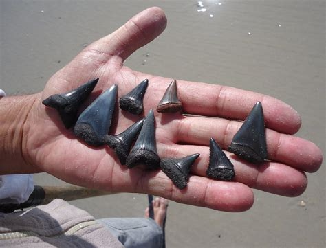 Find Shark Teeth In Cherry Grove Beach • Visit Cherry Grove