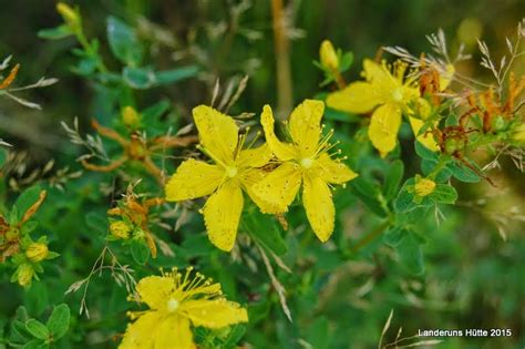 Johanniskraut Hypericum Perforatum Landeruns H Tte Heidi Thaler