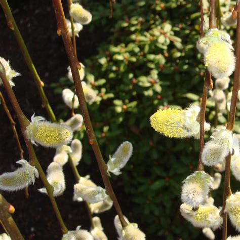 Salix Caprea Pendula H Ngende K Tzchenweide Online Kau