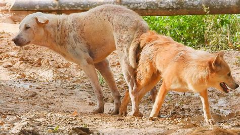 Dog Mating In Field For Breeding Street Dog Barking Asia Dog Blog