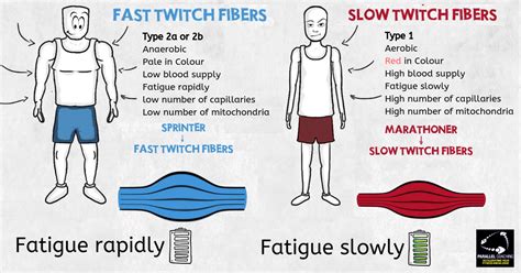 Understanding the Different Types of Muscle Fibers - RxBodybuilders.com