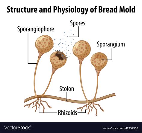 Molds Fungi Diagram