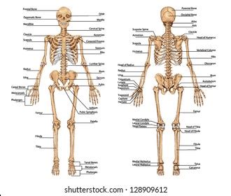 Human Skeleton Posterior Anterior View Didactic Stock Vector (Royalty Free) 128909612 | Shutterstock