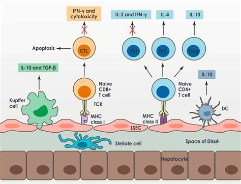 Tolerogenic Mechanisms In Liver Transplantation