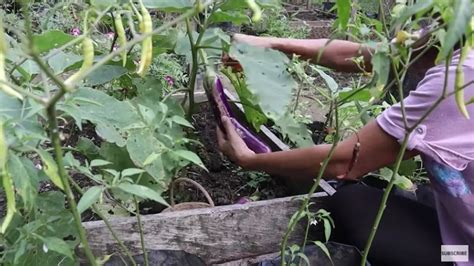 Berkunjung Ke Kebun Keluarga Andrew Kalaweit Si Tarzan Kalimantan Bisa