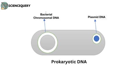 What Is Prokaryotic DNA ScienceQuery