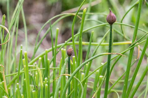 What To Do With Wild Chives Gardeners Path