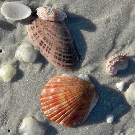 Sunray Venus Clam And Friends Sunray Venus Clam Macrocallis Flickr