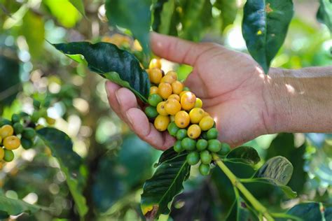 Dia Mundial do Café Investimentos geram impacto positivo na qualidade