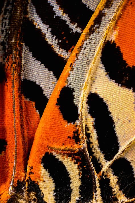 Butterfly Wing Pattern Close Up