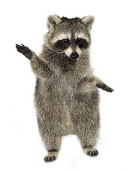 A Raccoon Standing On Its Hind Legs With His Paws Up And Eyes Wide Open