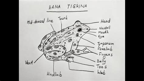 Rana Tigrina Diagram For Class Biology Indian Frog Bull Frog