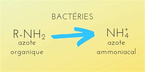 Comprendre la nitrification et éliminer l azote dans l assainissement