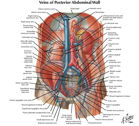 Diagram Of Inguinal Ligament In Muscaular System Body Anatom