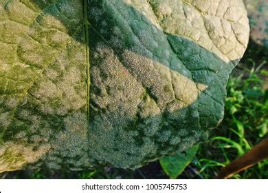 Plant Disease Powdery Mildew On Melon Stock Photo 1005745753 | Shutterstock