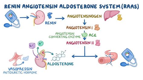 Flow Diagram Of The Renin-angiotensin-aldosterone System Sys