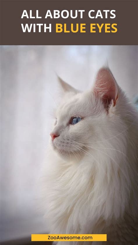 All About Cats With Blue Eyes Artofit