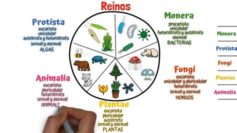 ¿cuáles Son Los Tipos De Taxonomía Acutnet