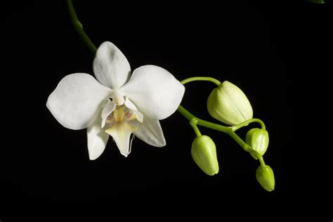 Phalaenopsis Aphrodite Entretien Arrosage Rempotage