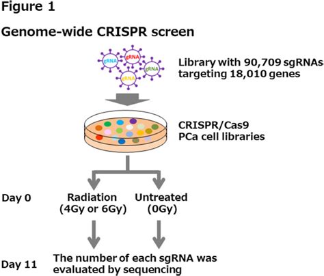 Mp Genome Wide Crispr Screens Identify Novel Target Genes Which