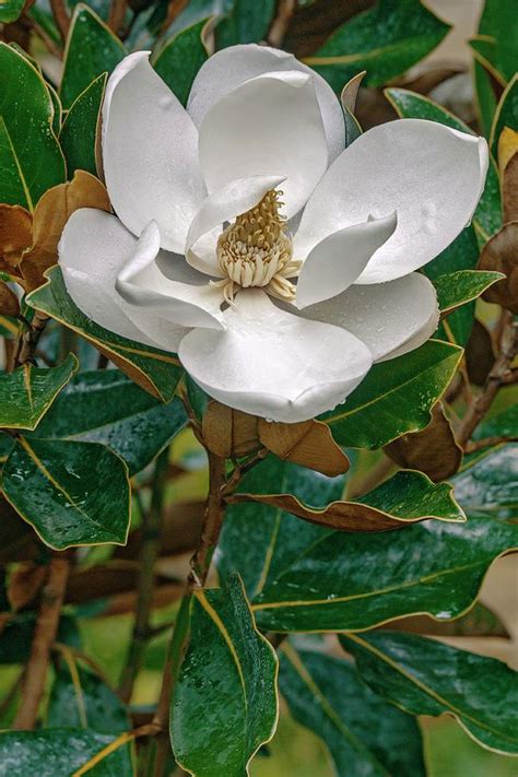 Southern Magnolia Magnolia Grandiflora Photograph By Dr Nick