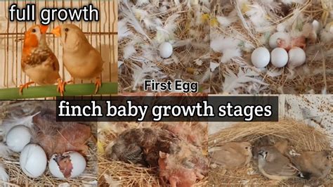 Zebra Finch Eggs Lying To Hatching Full Stages 🥵 Zebra Finch Breeding Youtube